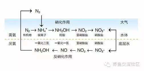养鱼混养注意事项大全图解,新手养鱼混养推荐