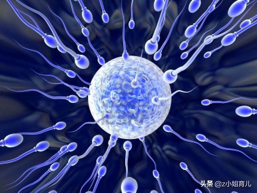 那些没能成功进入子宫的精子都去哪儿了？可能会面临这4个结局