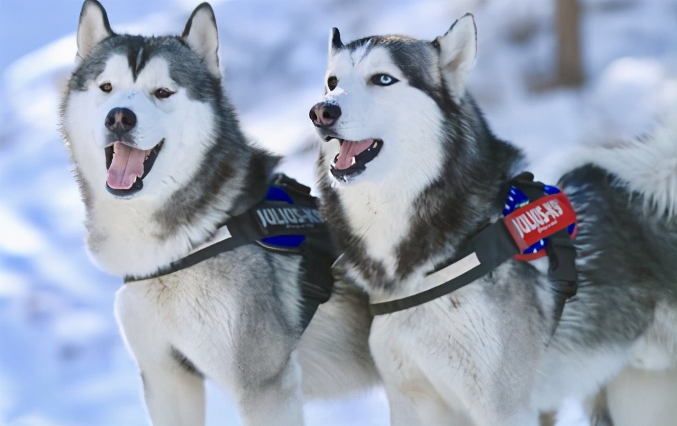 家里养只哈士奇可以辟邪吗,哈士奇的好处和坏处