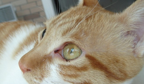 宠物猫眼睛是黄色的怎么回事,宠物猫眼屎多是什么原因