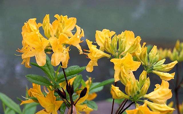 杜鹃花浇水的正确方法和注意事项,杜鹃花浇水方法及注意事项