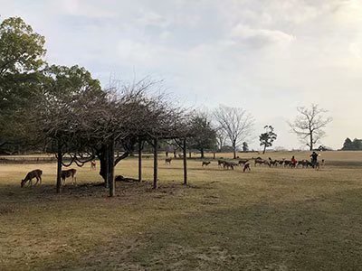 2020鏃ユ湰澶ч槳,澶ч槳浜兘濂堣壇鍏ぉ瀹夋帓