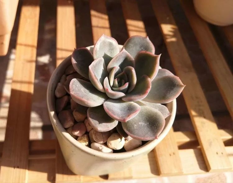 我和多肉,我与多肉