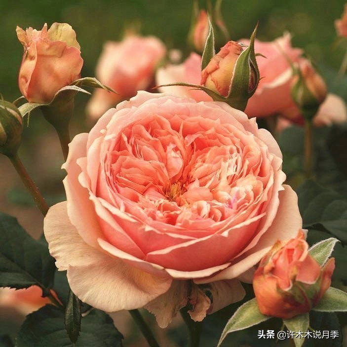 花店玫瑰自己可以种吗?玫瑰种植手册在此,情人节别浪费钱买花了