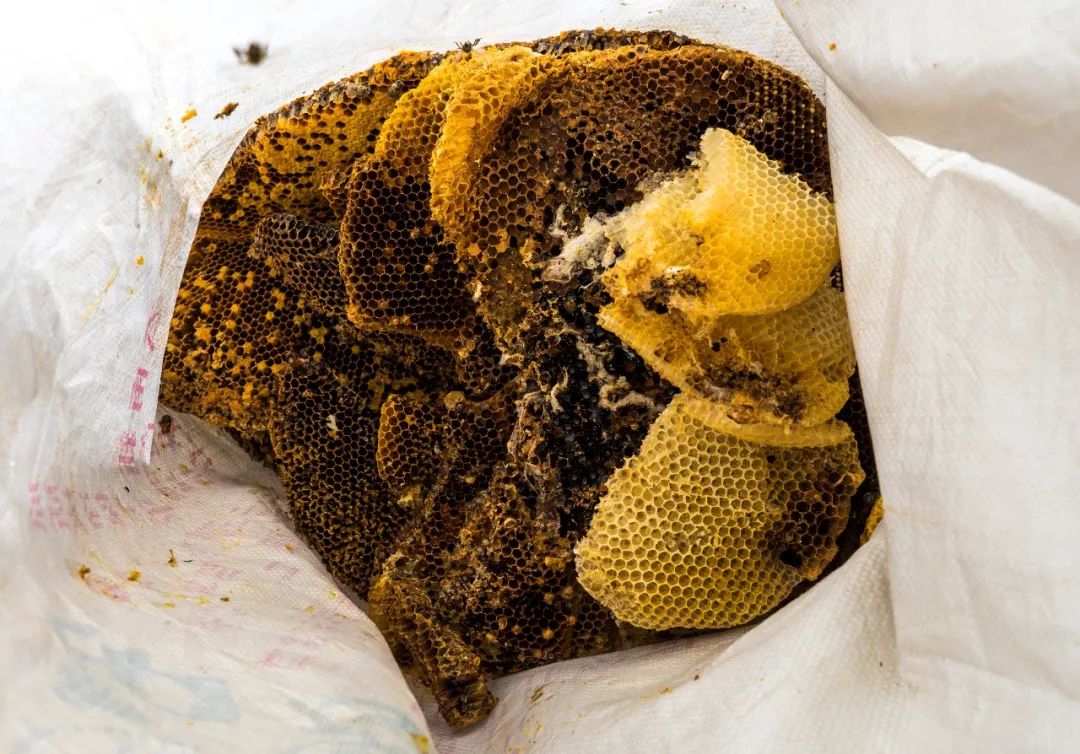 土蜂蜜的取蜜全过程,土蜂蜜取蜜全过程记录