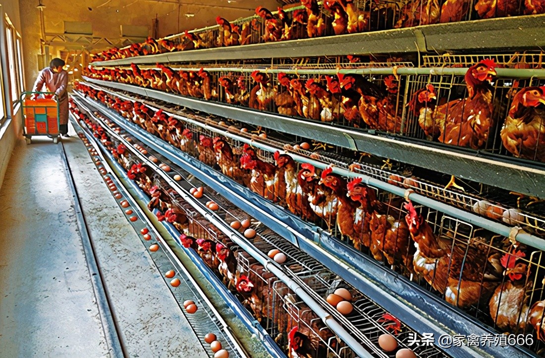 蛋鸡养殖技术，如何防治鸡戊型肝炎？鸡大肝大脾怎么治