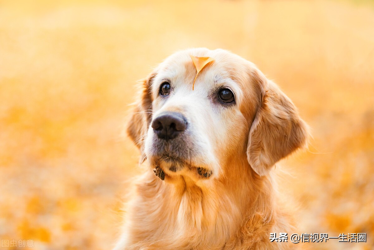 适合单身女生养的萌宠