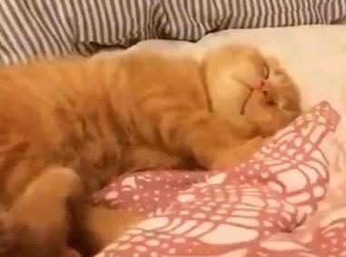 猫会像人一样做梦吗,猫老是做梦