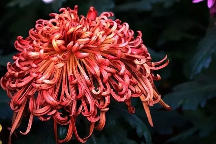 花中四君子菊花国画用笔,花中四君子菊花高清图片