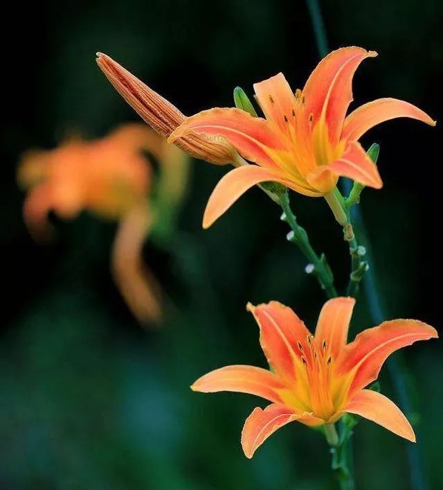 雨水花园植物区,雨水花园水生植物