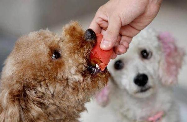 泰迪犬被误会的几个动作,泰迪犬不同的行为代表着什么意思