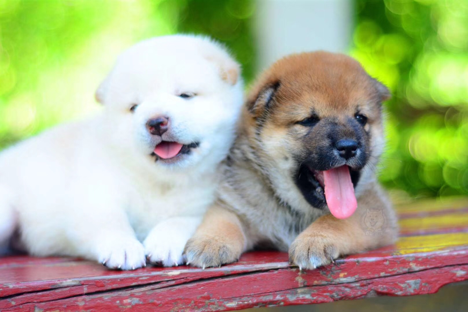 柴犬价格到底多少钱一只,柴犬价格大概多少钱一只