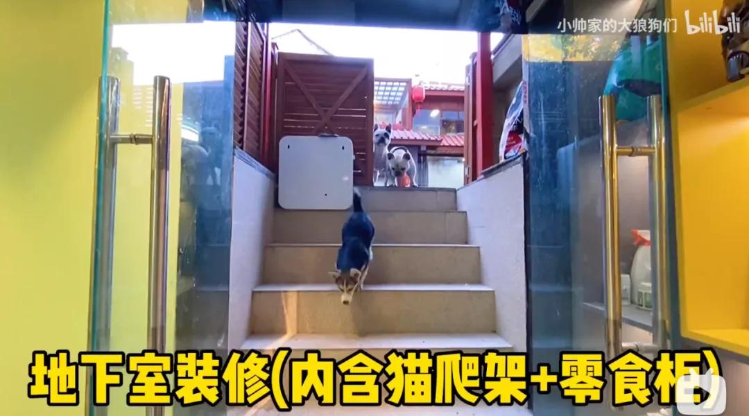 花三年建宠物乐园,花20万给狗打造乐园