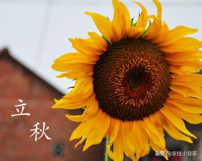 秋季种植什么蔬菜合适和成熟时间,秋天种植哪些蔬菜最好呢