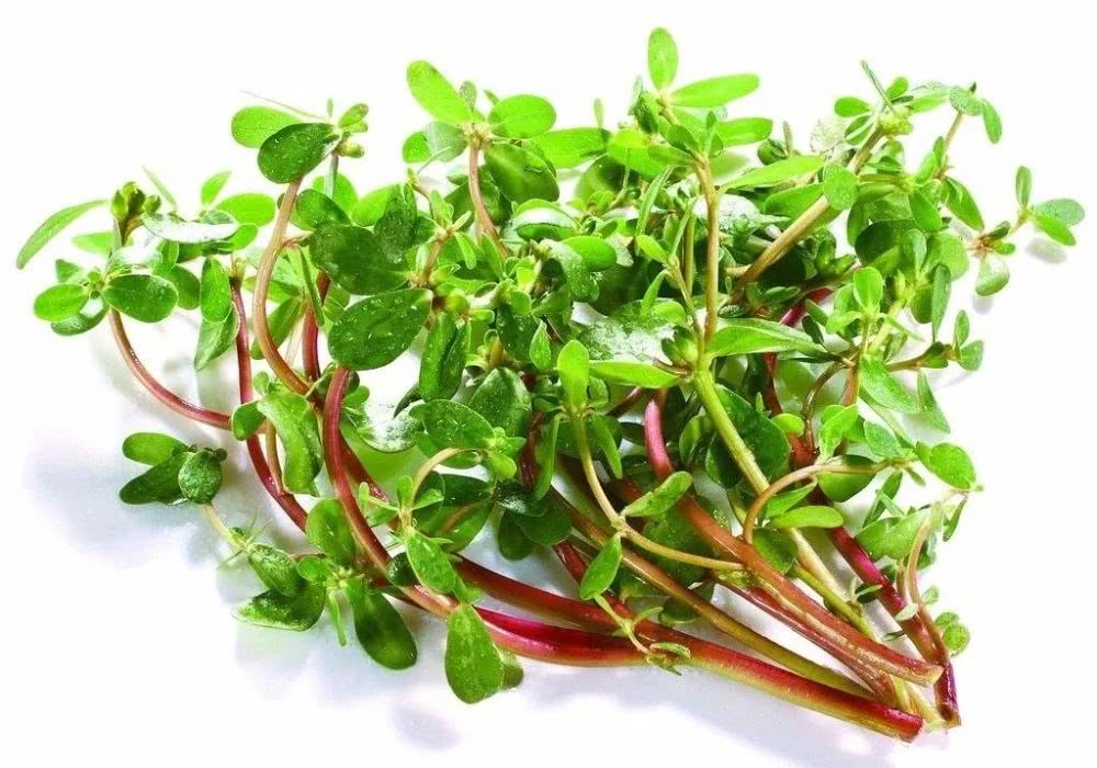 春天的野菜冬天吃很满足,春天的时蔬