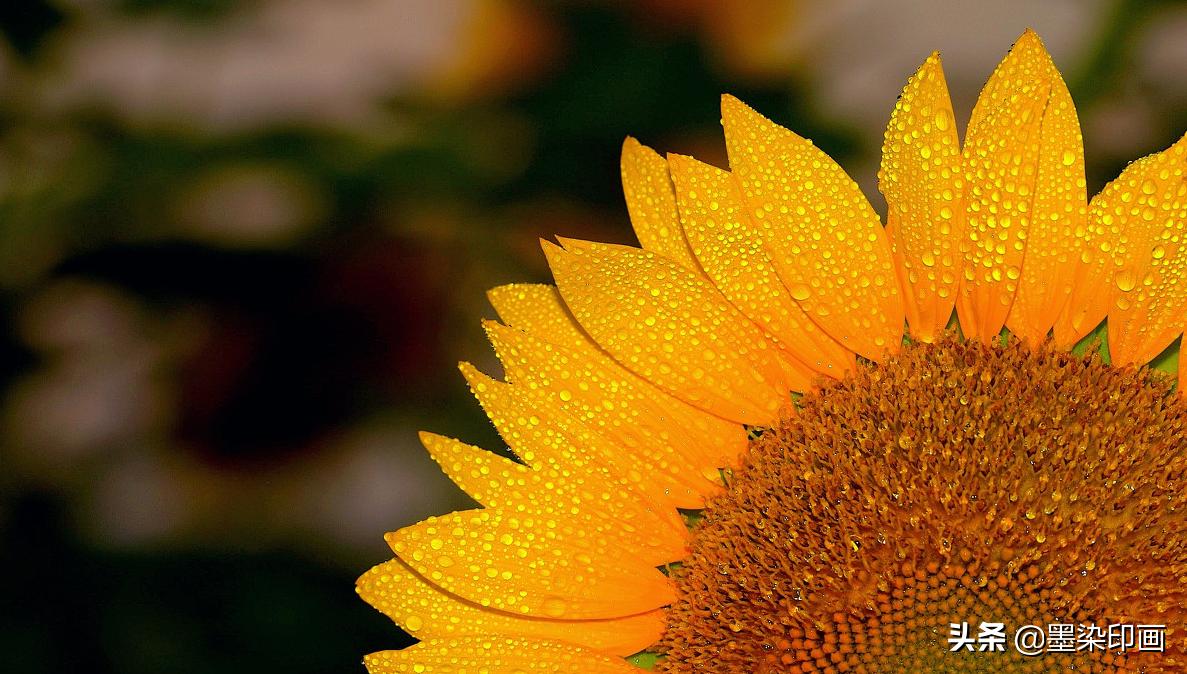 向日葵如何拍摄出好看的效果,向日葵拍摄技巧