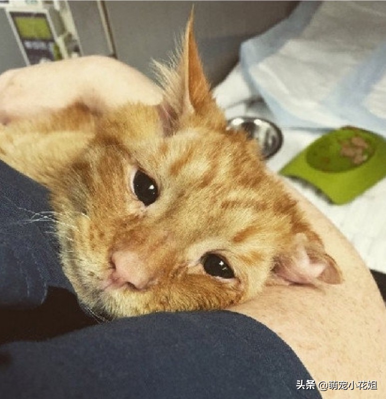 流浪猫被救助后无人收养会怎样,流浪猫在救助基地渴望被收养