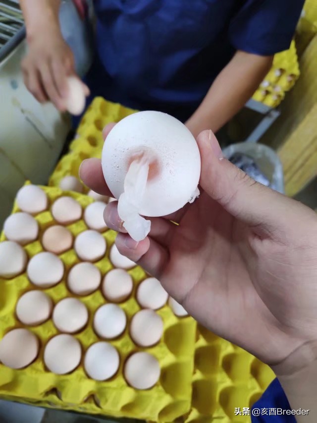 蛋鸡产蛋下降原因及补救措施,鸡产蛋综合症案例分析