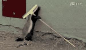 平头哥蜜獾照片,蜜獾平头哥动物科普