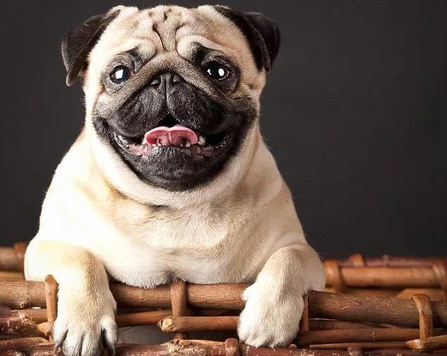 小型犬都容易得皮肤病吗,小型犬都有基因缺陷