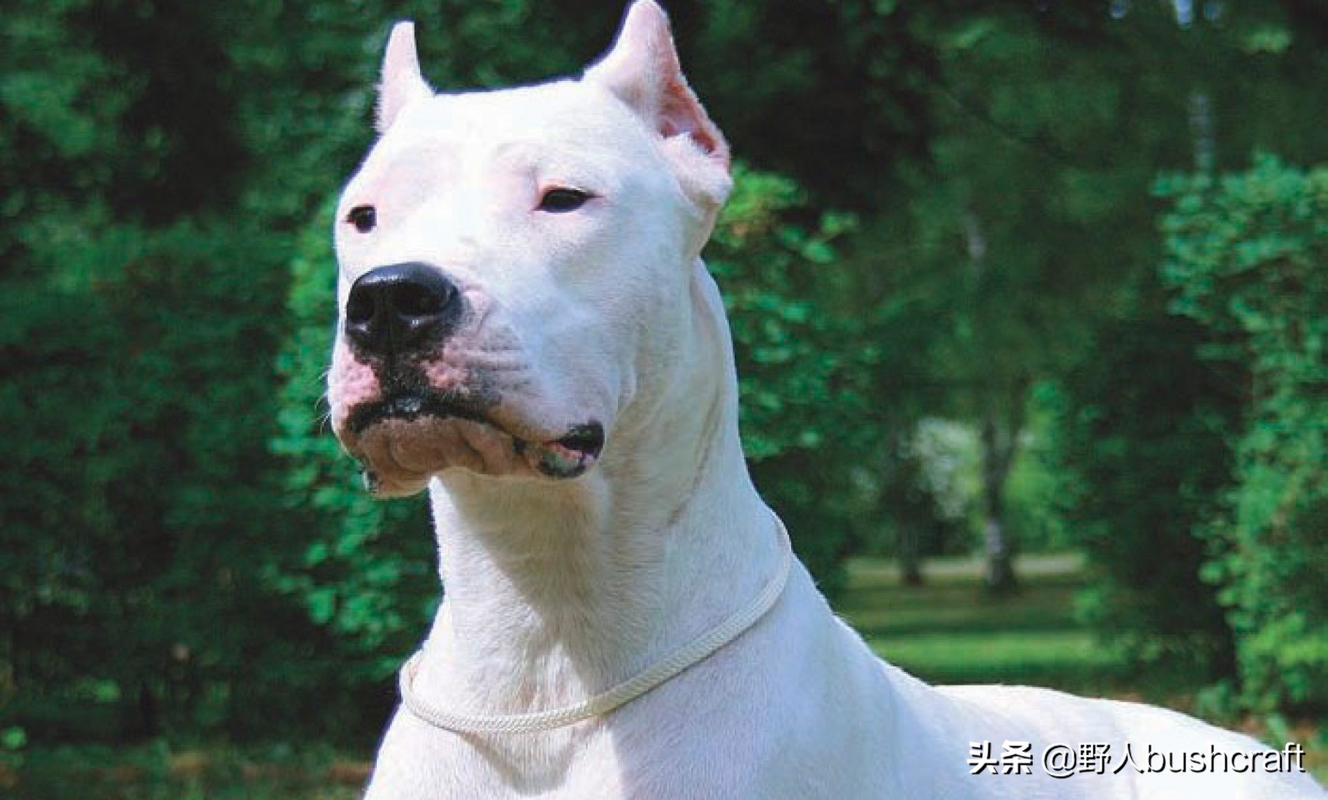 想找野外好友？那你一定要了解它们