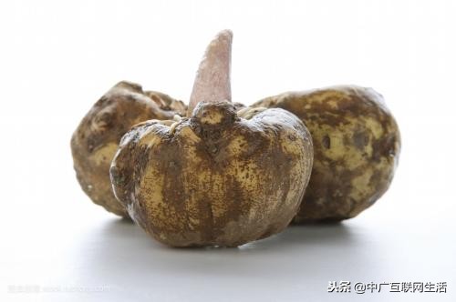魔芋独特性,魔芋的魔性食材