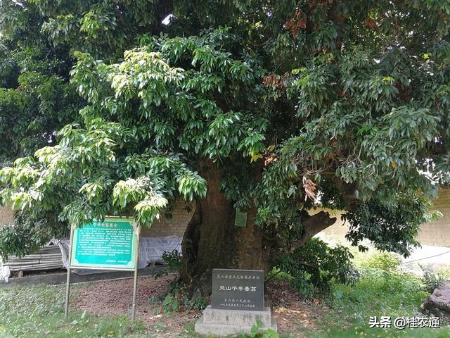 中国荔枝之乡是广西灵山还是广东,广西钦州灵山县是中国荔枝之乡吗