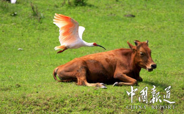 国宝朱鹮进入繁育季,国宝朱鹮