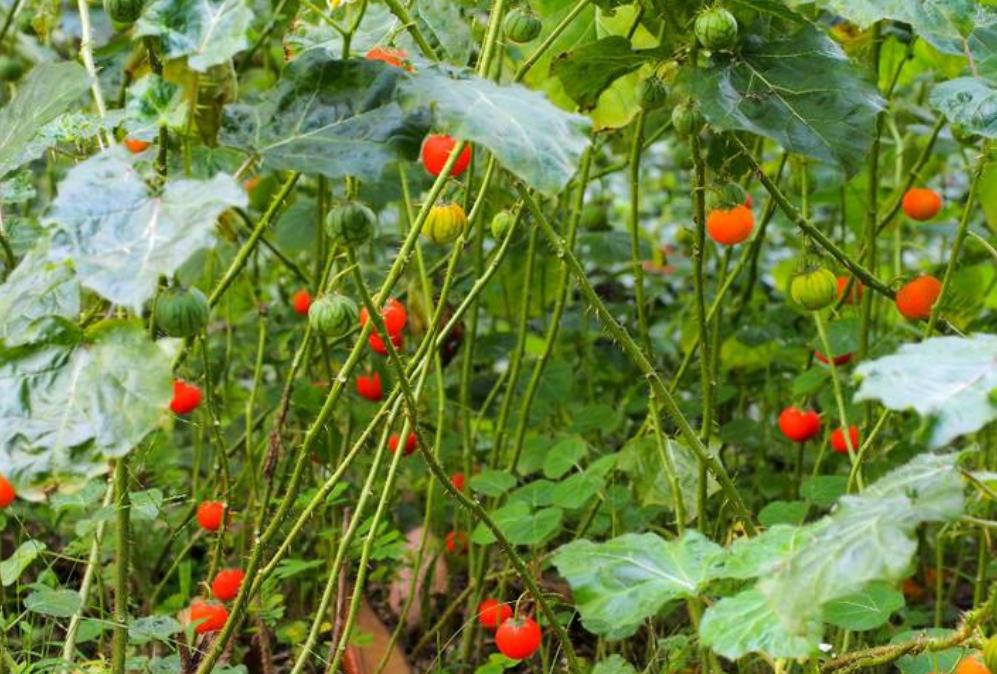 西瓜到底是否有毒,西瓜中了毒