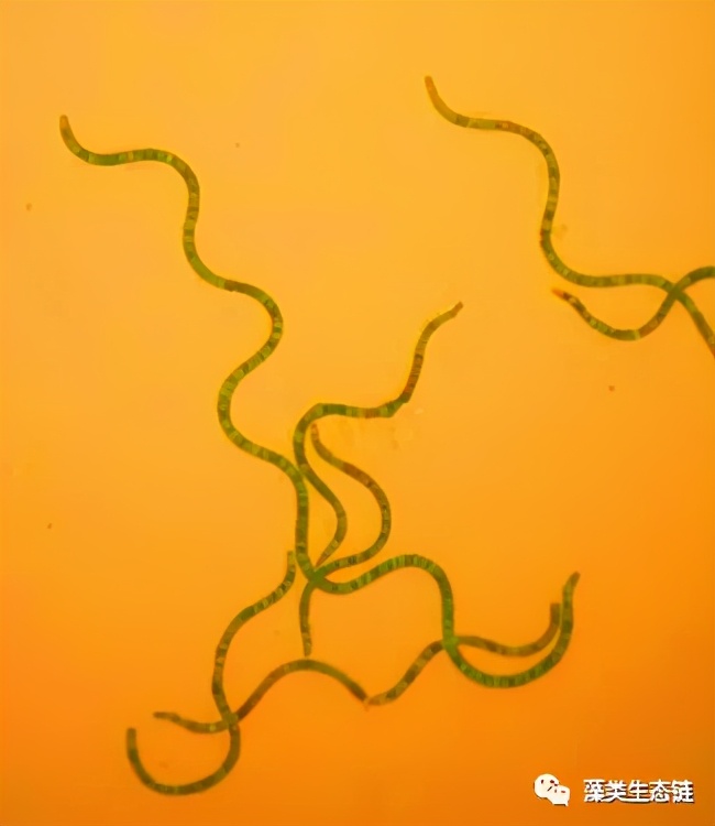 在家里种植植物,在家里种植蔬菜