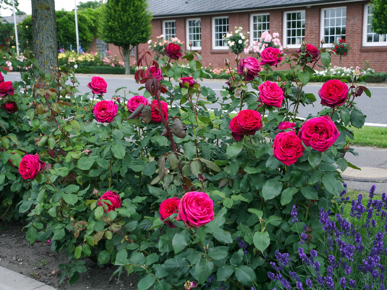 皇家胭脂和真彩230月季哪个好看,皇家胭脂月季花盆栽