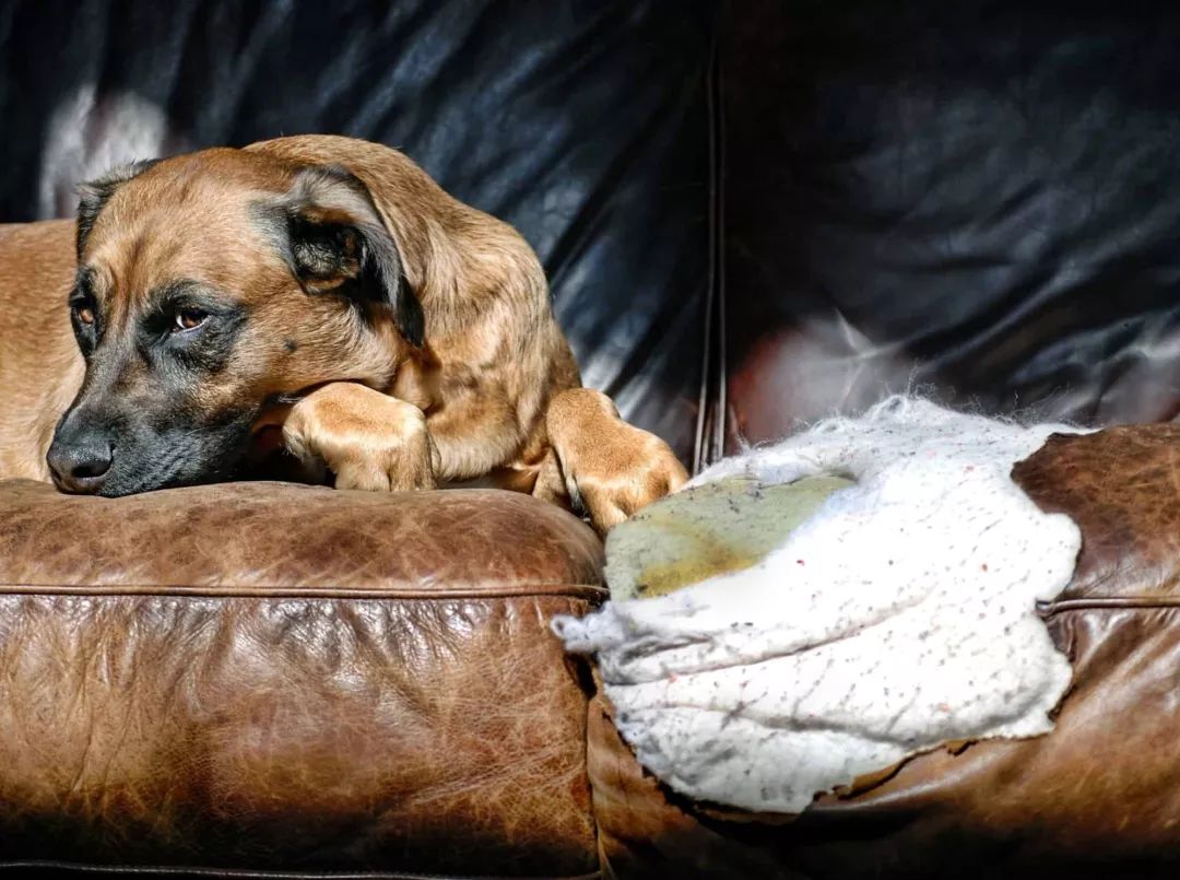 狗狗咬人扑人,狗狗扑人咬人行为纠正方法