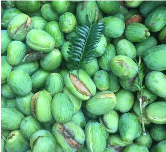 香榧和巴旦木营养价值,香榧的营养价值是什么意思