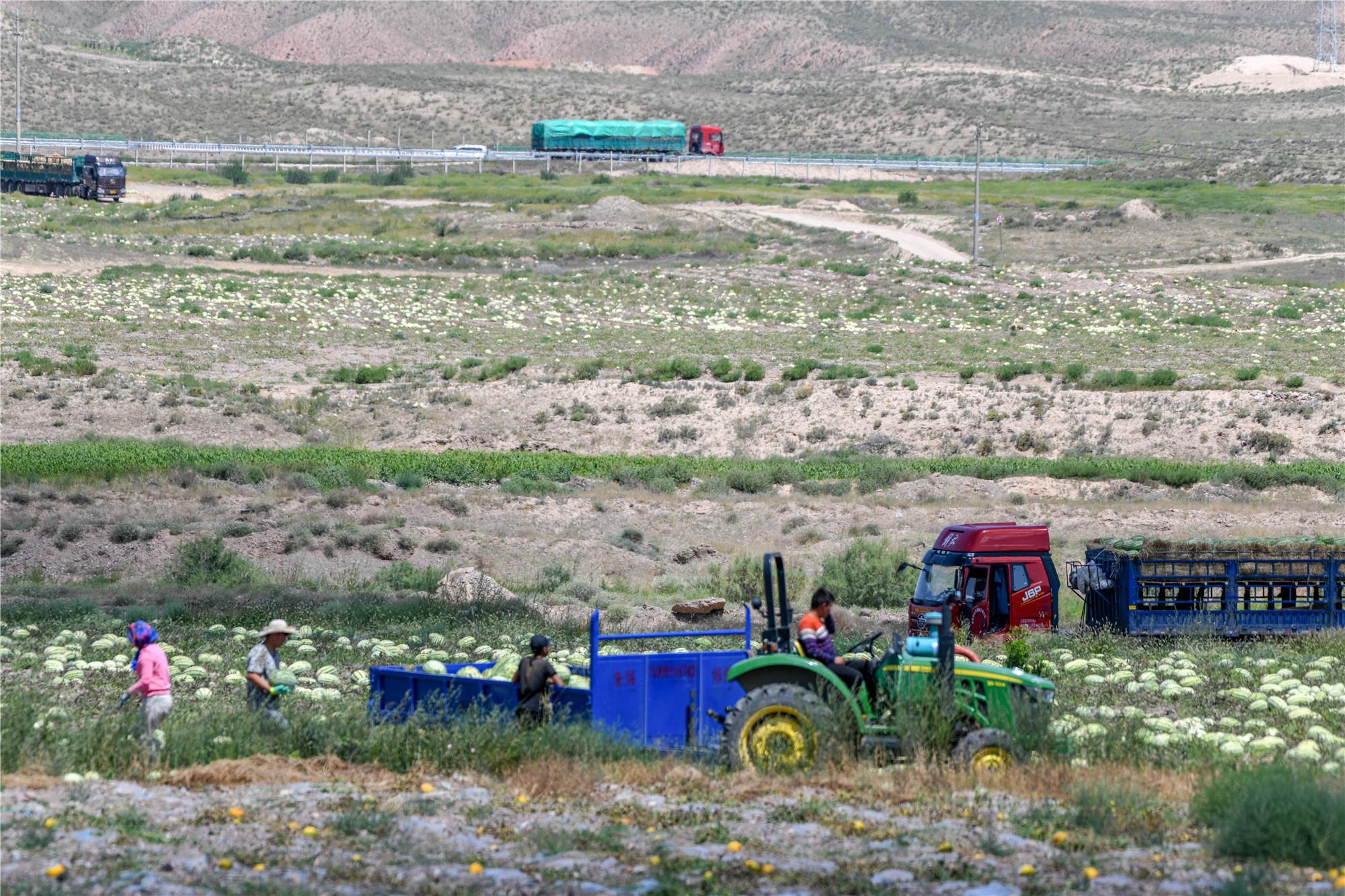 宁夏石头缝里种西瓜,宁夏农民石头地上种植西瓜的原因