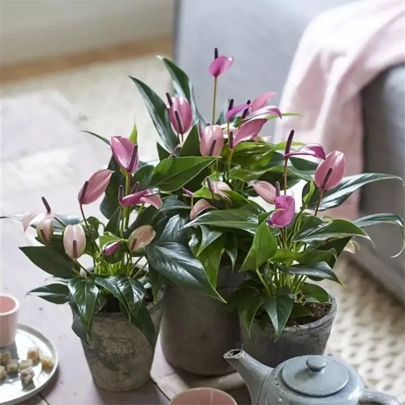 适合养在家里不用晒太阳的花,室内养什么花好养不怕太阳晒