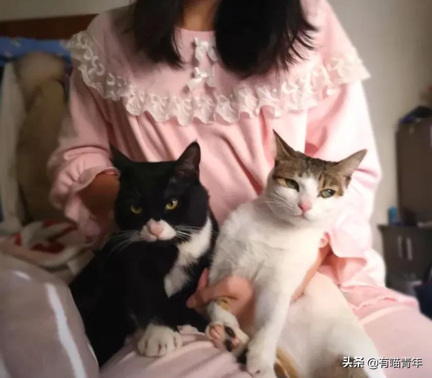 听说给猫起名越贱越好养活,科普给猫起名