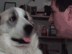 给狗狗做绝育的处方,狗狗绝育后性格