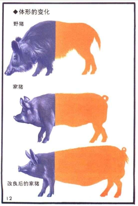 动物为什么要远离人类,为啥动物会主动远离人