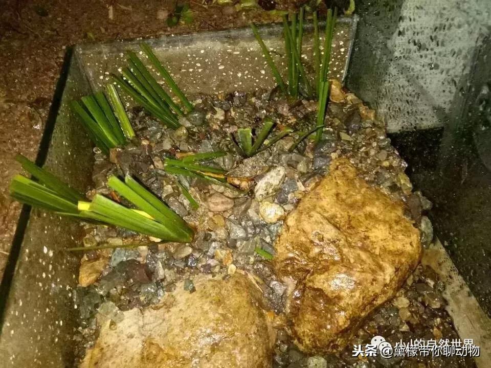 丛林造景黄缘龟池设计图大全,龟宝宝黄缘龟生态缸造景教程