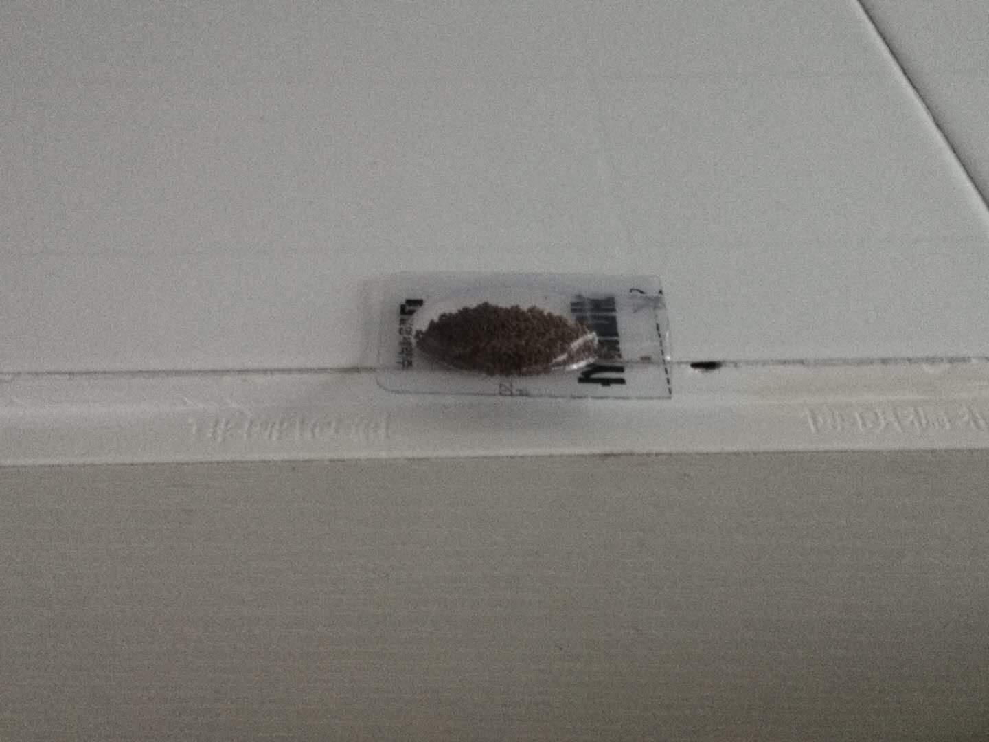 蚂蚁群来到家里怎么办,蚂蚁群出现在家里