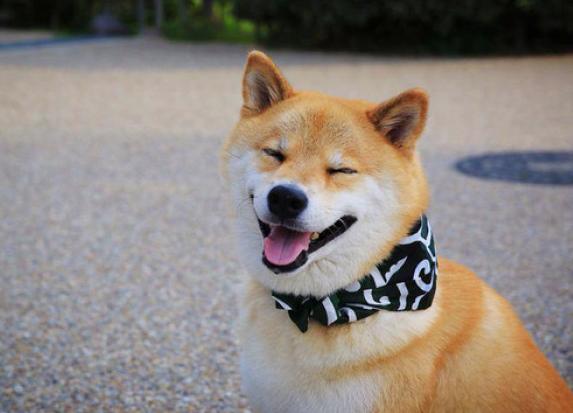 比较温顺善良的狗狗品种有哪些,温顺好养的狗狗中大型犬