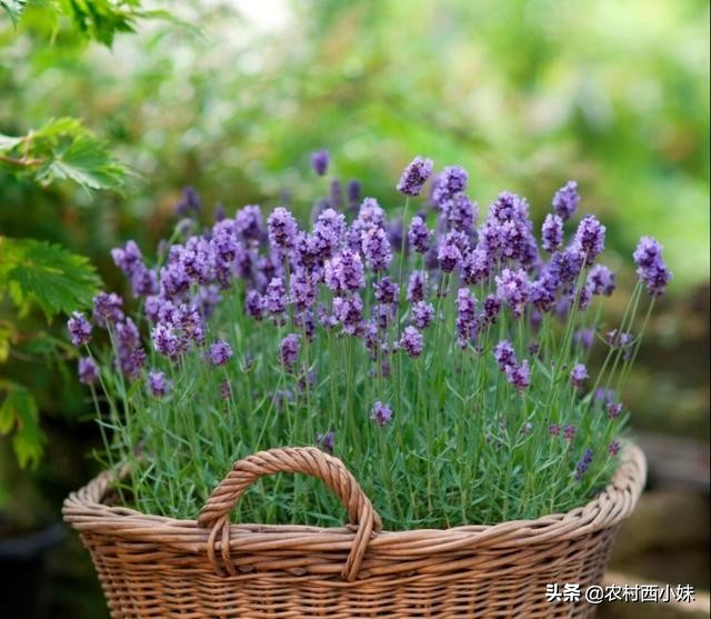 最大的薰衣草种植基地,南方适合种植薰衣草吗
