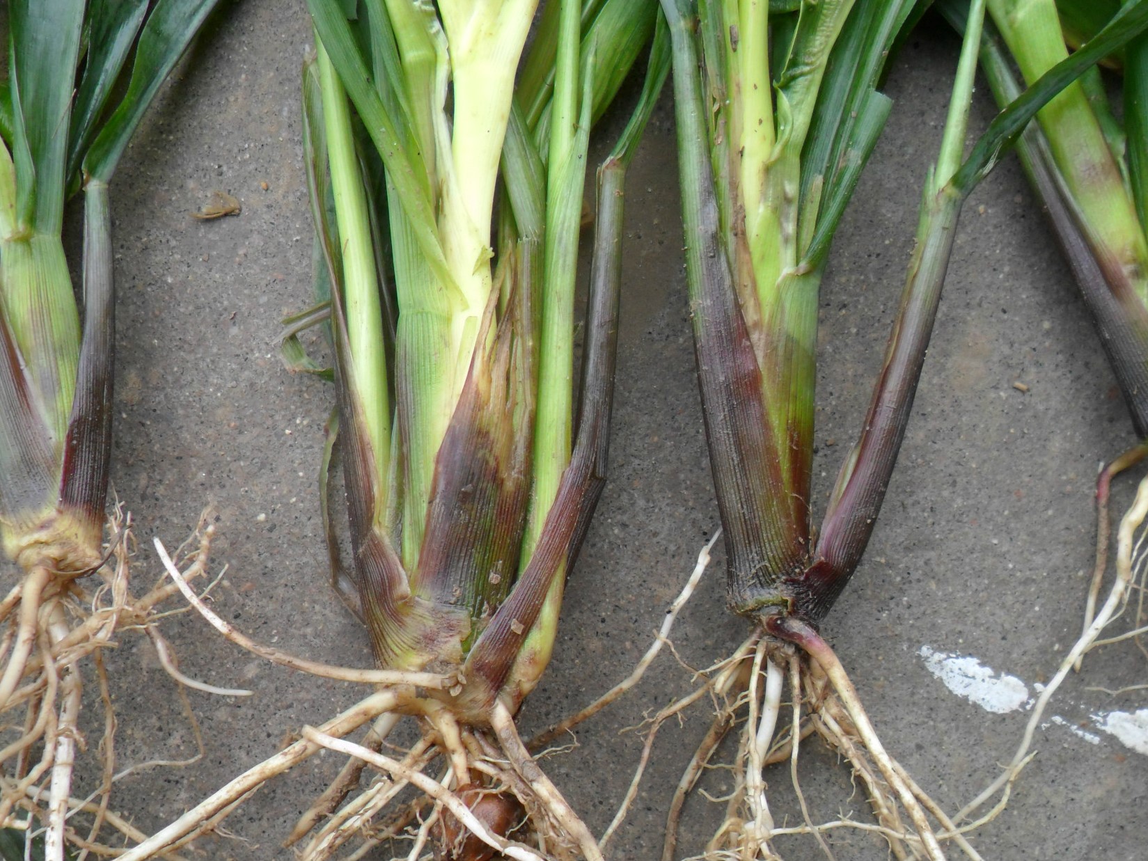 有机农业可用药,香菇多糖生物农药