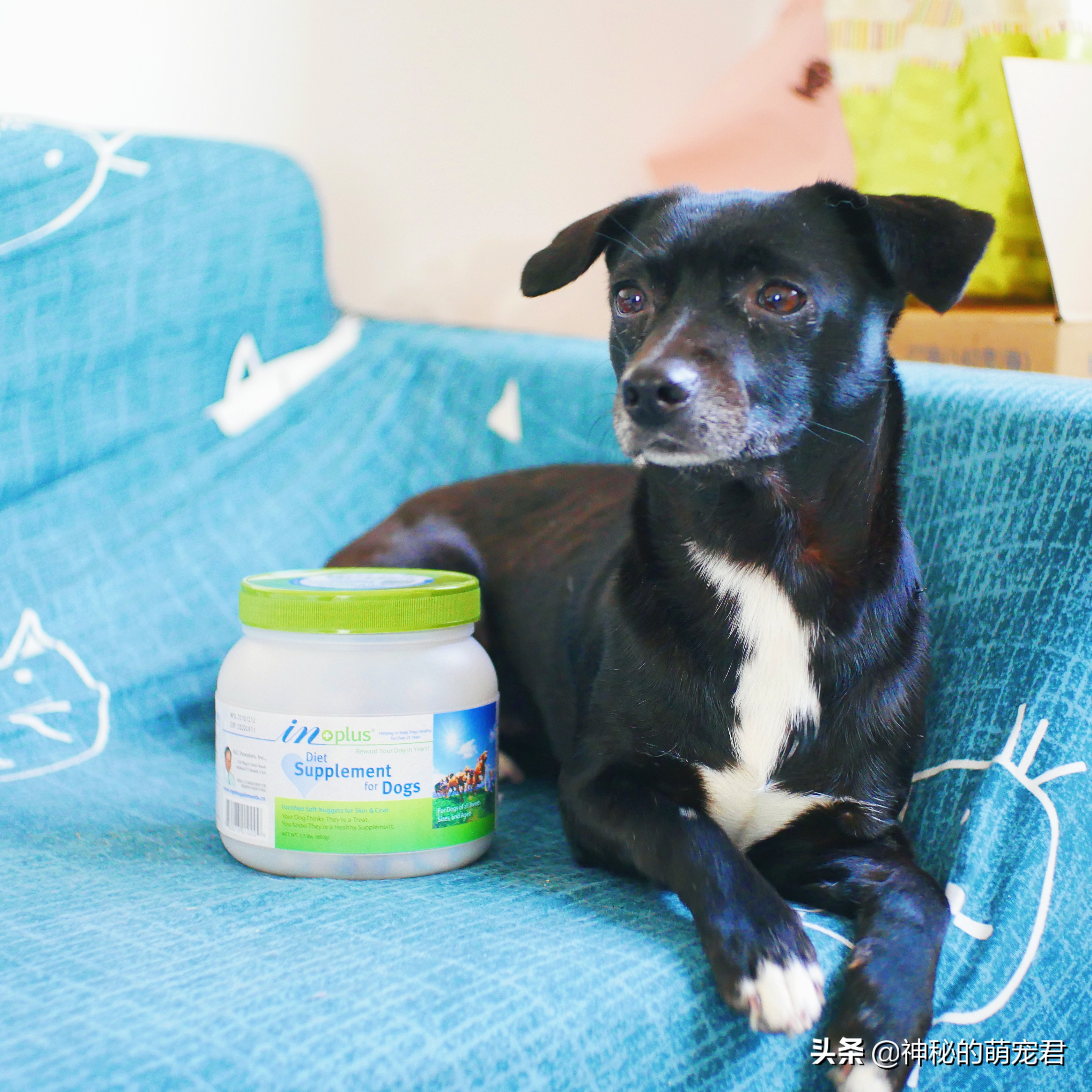 狗狗麦德氏卵磷脂,狗狗麦德氏卵磷脂一天吃多少粒