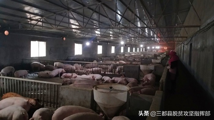 三都有一个敢闯敢拼的“铁娘子”