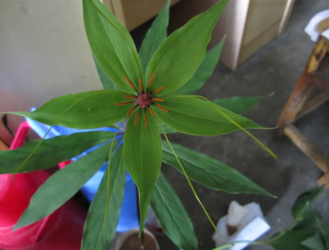 农村1种“蛇草”，叶片1层接1层，就像宝塔一样，人称“重楼”