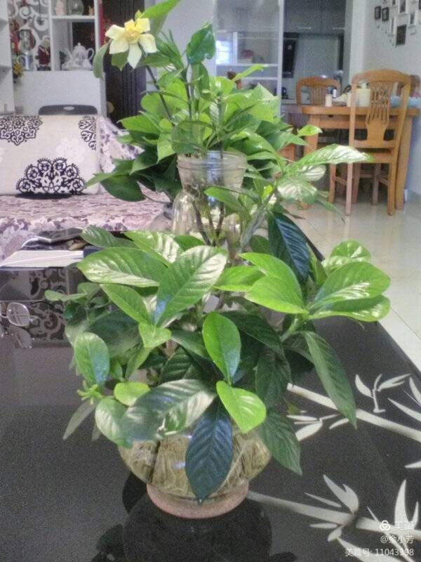 栀子花开歌曲歌词,栀子花开歌曲完整版