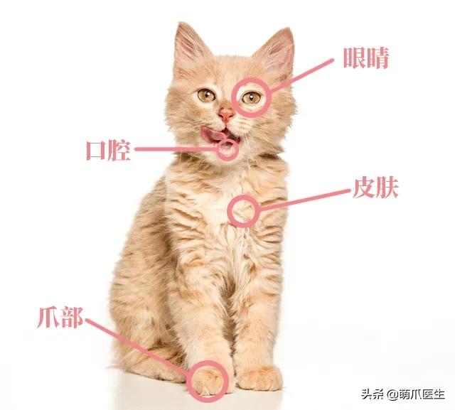 猫咪舔鼻子代表着什么,猫咪舔鼻子是什么原因