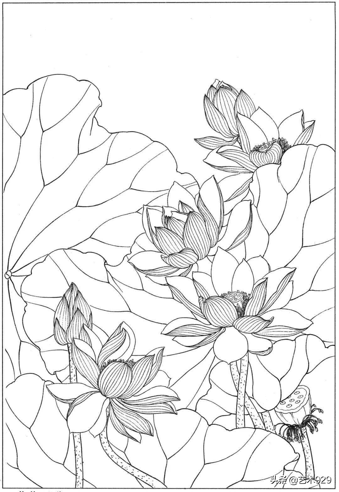 余稚荷花蜻蜓图高清白描底稿,白描荷花勾线方法讲解视频