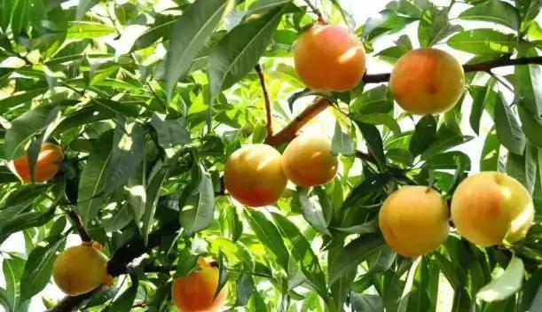 来仙海除了能把照片和记忆带回家，还有这些旅游商品任你挑